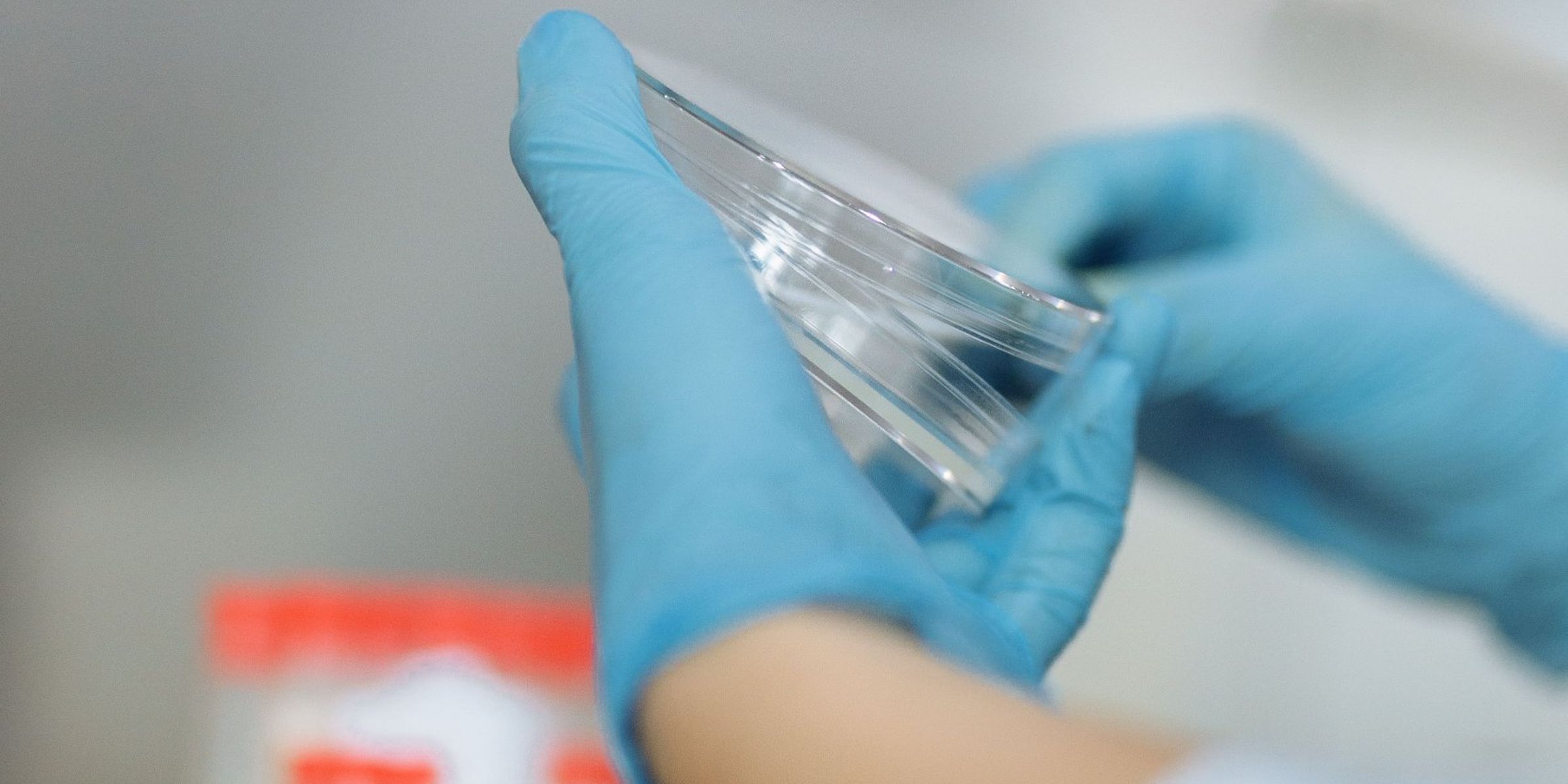 Gloved hands holding a petri dish up to the light at a lab bench
