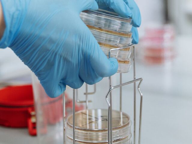 Gloved hands stacking petri dishes into a wire rack